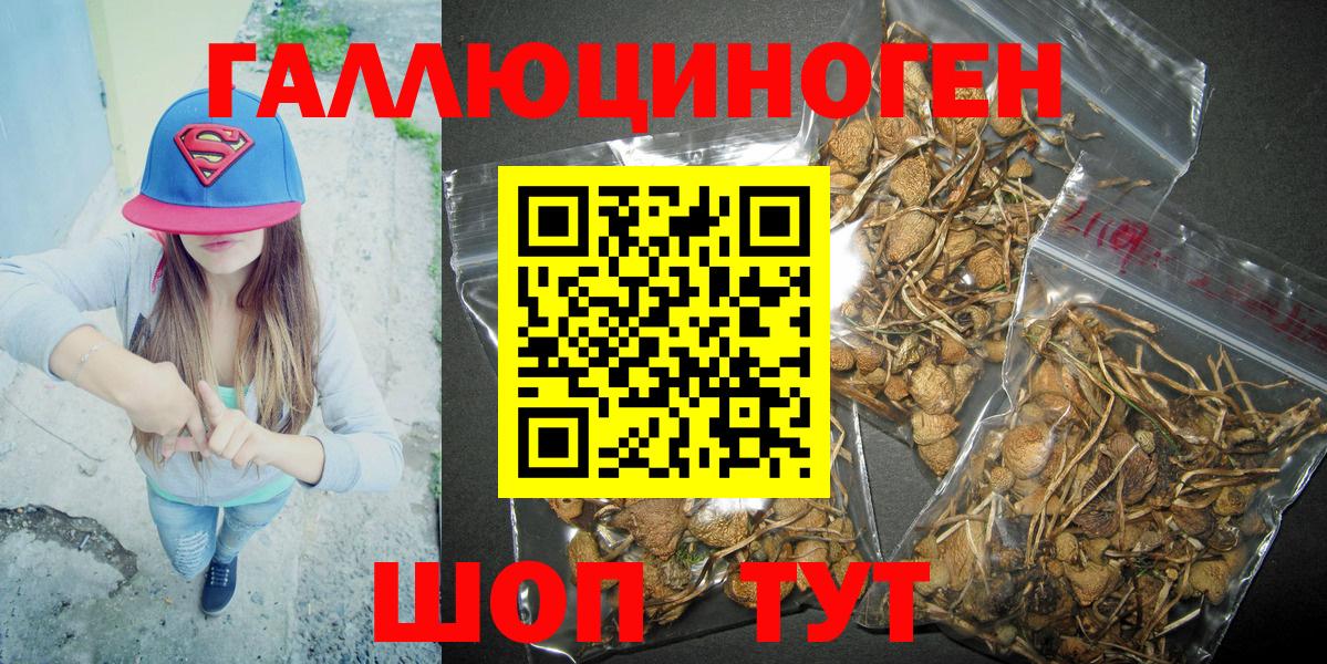 Псилоцибиновые грибы Cubensis Фролово